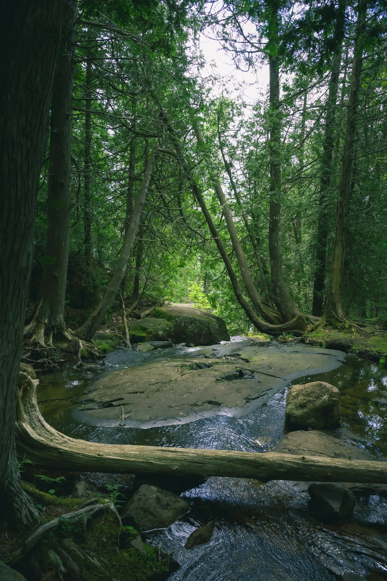a tree-lined river flows down through the mountainside